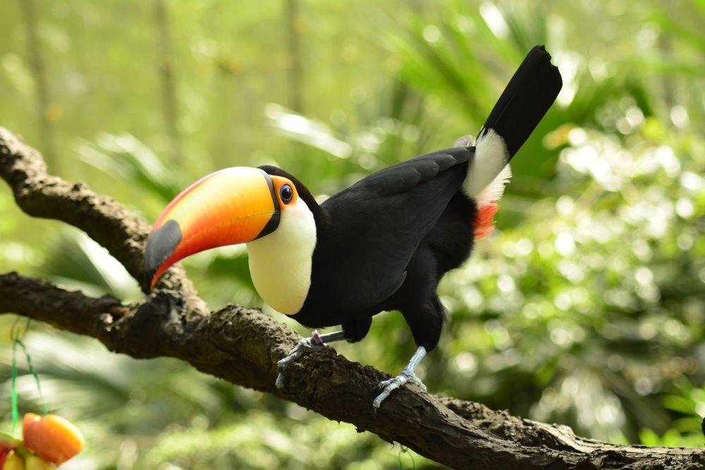 Singapore Bird Paradise